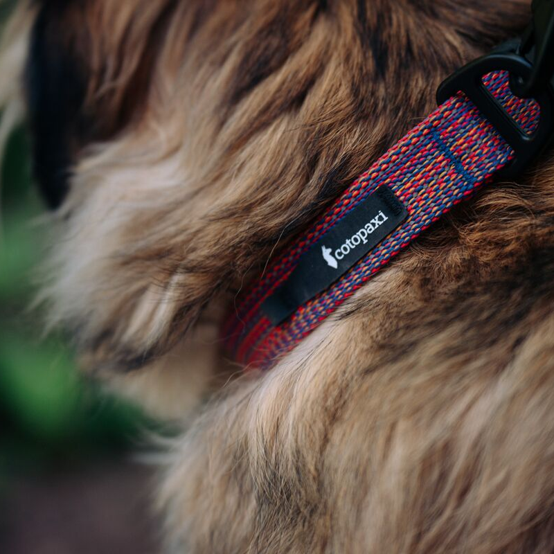 Del D??a Dog Collar - Image 7